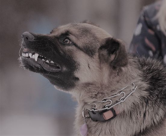 aggressive dog on chain snarling at person